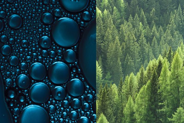 Gouttes d’eau et forêt de conifères